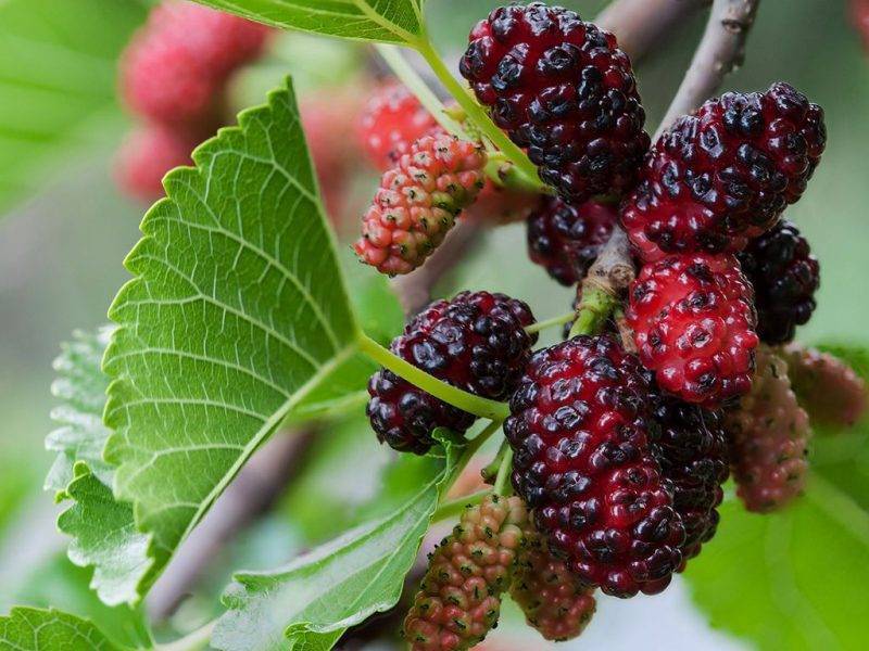 Шелковица купить саженцы из питомнике в Юрге