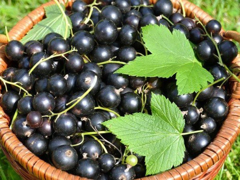 Смородина купить саженцы из питомника в Юрге