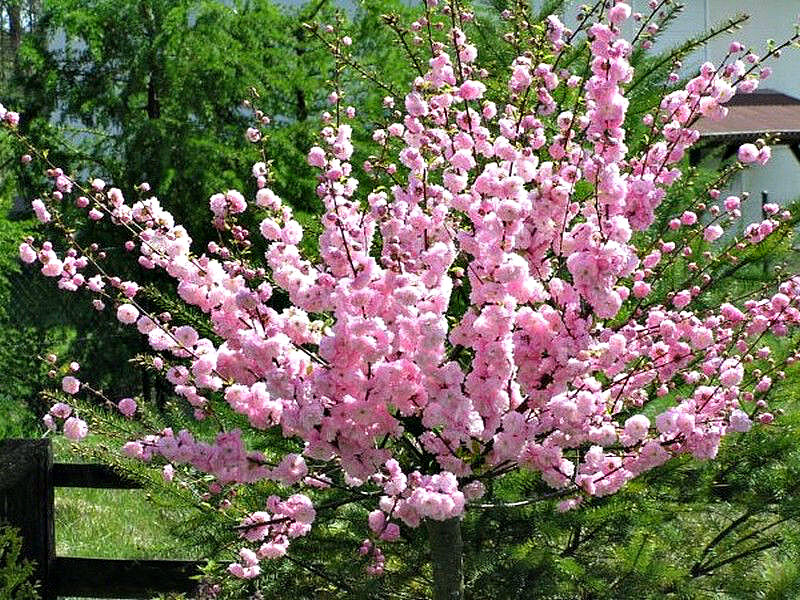 Миндаль купить саженцы из питомника в Юрге