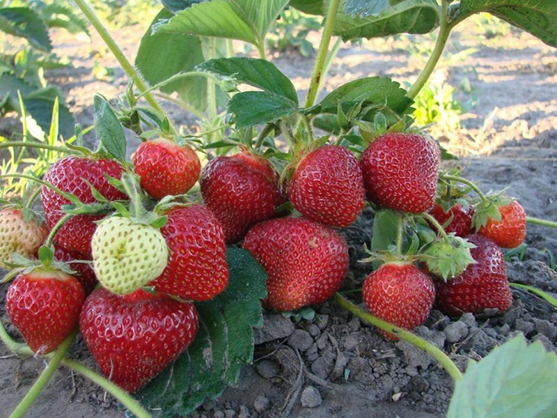 Клубника купить саженцы из питомника в Юрге