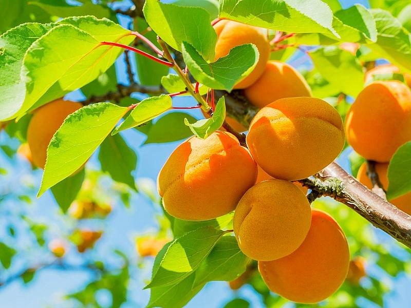 Абрикос купить саженцы из питомнике в Юрге
