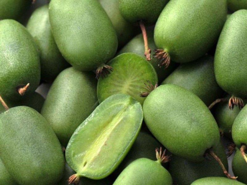 Актинидия купить саженцы из питомнике в Юрге