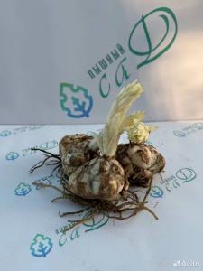 Лилия "ДИНАМИКС" 3 штуки (размер 18/20)