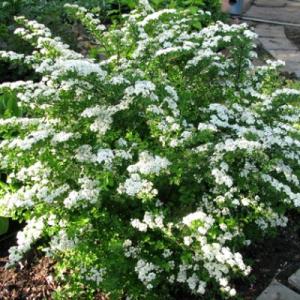 Спирея "АЛЬПИНГЛЮХЕН" (стакан Р9)