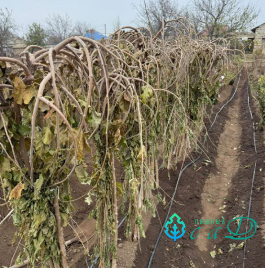 Шелковица "ПЛАКУЧАЯ" Пендула черная