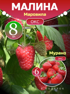 Малина Маровила комплект саженцев 8 шт + клубника Мурано