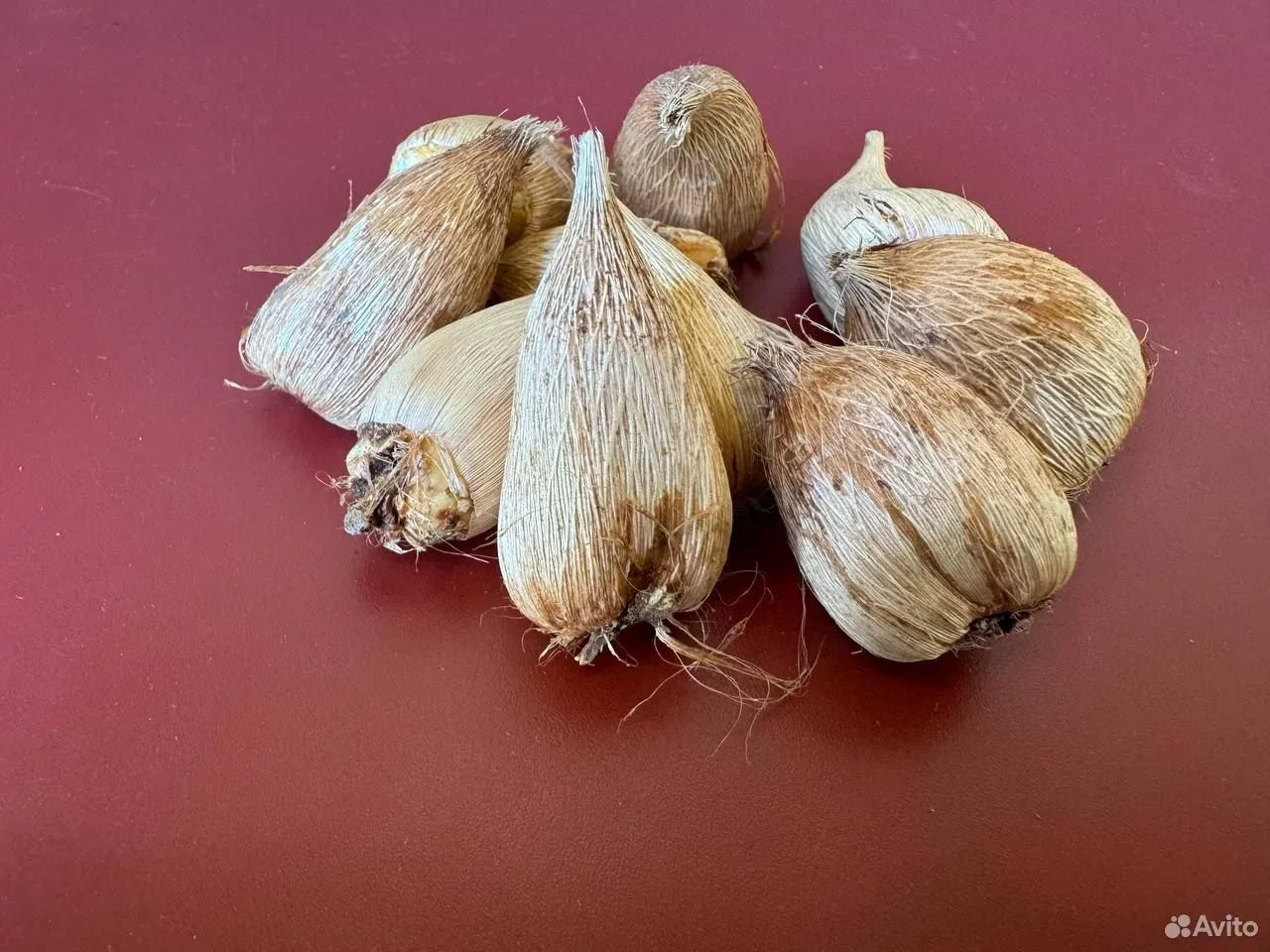 Фрезия микс луковицы 10 шт.