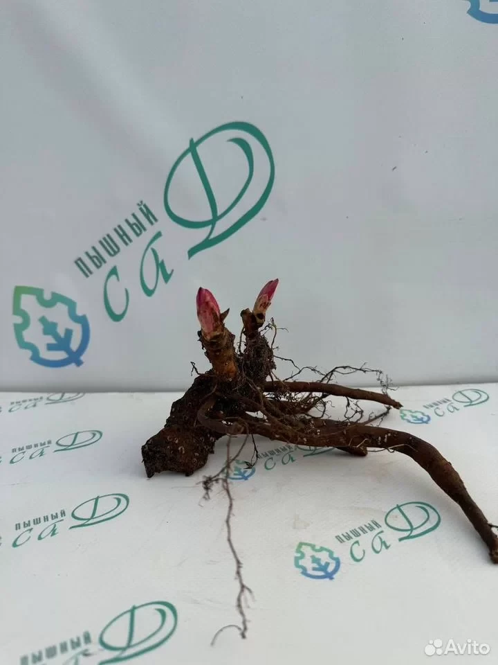 Пион "ДУ ТЕЛЛ"