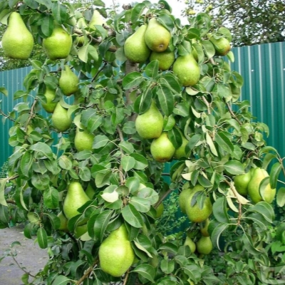 Груша "КСЕНИЯ"