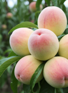 Персик "ДОНЕЦКИЙ БЕЛЫЙ" (срок созревания - август)